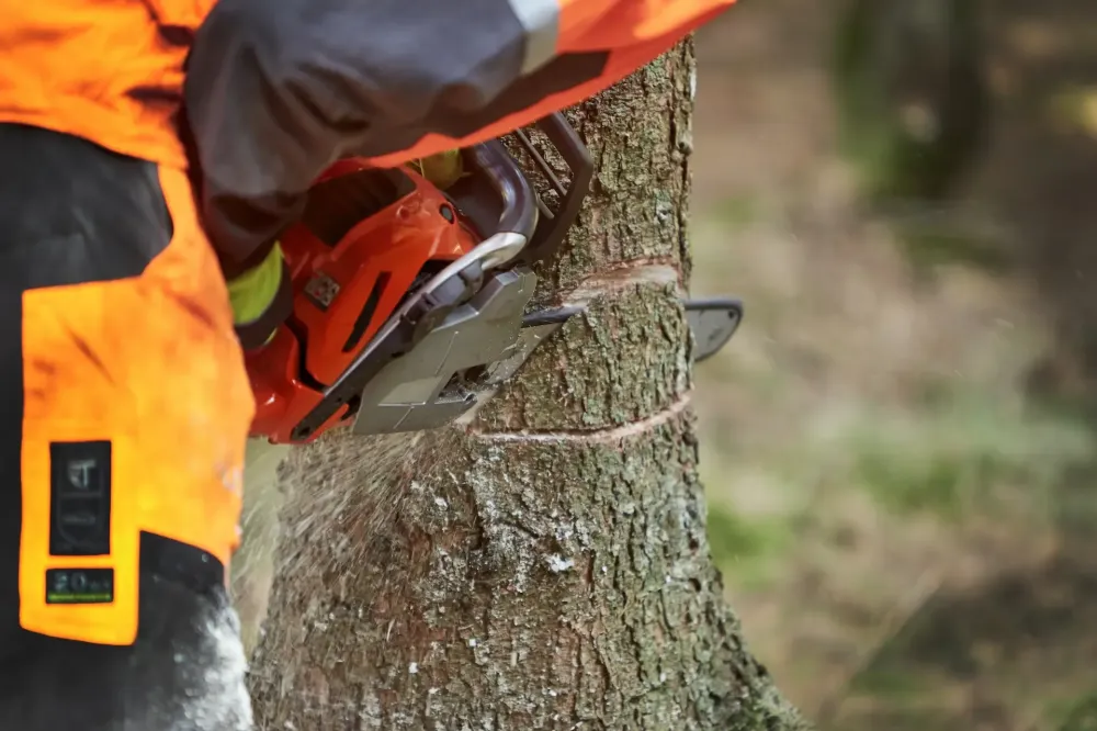 forestier-activity